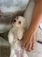 Adorables chiots Bichons Maltais petits gabarits
