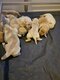 Magnifiques Chiots Labrador Sable et Noir