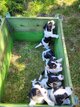 Chiots Jack Russel tricolores
