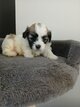 Chiots  de toute beauter petits mal
