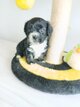 Chiots  de toute beauter petits mal
