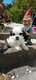 Chiots  de toute beauter petits mal