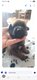 Chiots malinois