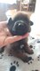 Chiots malinois