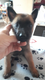 Chiots malinois
