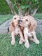 Chiots Cocker-Anglais
