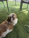 Shi tzu du domaine de mémé petit mec