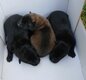 Chiots Malinois charbonné et noir à vendre