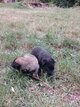 Chiots Malinois charbonné et noir à vendre
