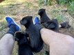 Chiots Malinois charbonné et noir à vendre