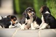 Beagle, chiots d' origine Belge, Woefkesranch