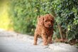 Caniche Nain, Caniche Toy chiots, parents testés