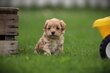 Adorables Maltipoo chiots, mix Bichon Maltais x...