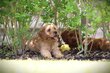 Cockapoo chiots, sociale, intelligente