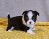 Chiots chihuahuas disponibles à la réservation