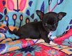 Chiots chihuahuas disponibles à la réservation