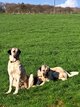 Chiots Berger d'Anatolie