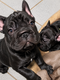 Magnifiques chiots bouledogues français -...