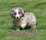 🐾 Magnifiques chiots Berger Australien 5...