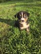 🐾 Dernier Berger Australien (bien lire l...