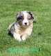 🐾 Magnifiques chiots Berger Australien 5...
