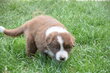 Chiot disponible