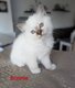 Chatons à réserver avec pedigree
