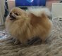 Spitz nain