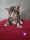 Maine coon à réservé