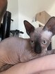 Sphynx