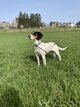Chiots croisés beagle
