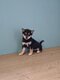 Shihba inu