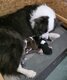 Border collie avec pédigrée