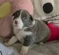 Chiots avec pédigrée photo vidéo 3 semaines