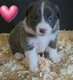 Chiots avec pédigrée photo vidéo 3 semaines