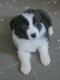Chiots avec pédigrée photo vidéo 3 semaines