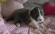 Chiots avec pédigrée photo vidéo 2 semaines