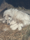 Chiots bergers des abruzzes