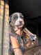 Chiots American staffordshire Terrier robe...