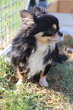 Chihuahua à donner