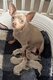 Adorables petits ratiers de Prague (mini pinscher)