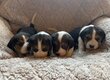 Chiot beagle à la réservation