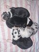 Chiot border collie