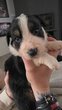 Chiot border collie