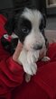 Chiot border collie