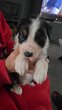 Chiot border collie