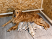 Chiots Golden Retriever à réserver