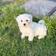 Superbes chiots Bichon Maltais pure race