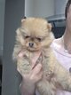 2 spitz nain