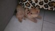 1 spitz nain male
